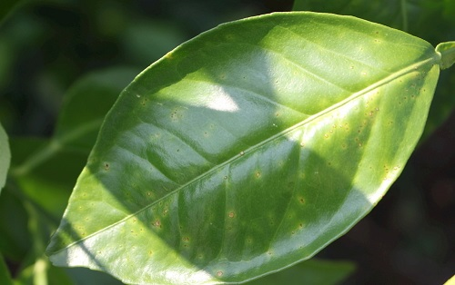 葉面積分析儀有什么作用品質？葉面積儀更好的分析植物長(zhǎng)勢(shì)