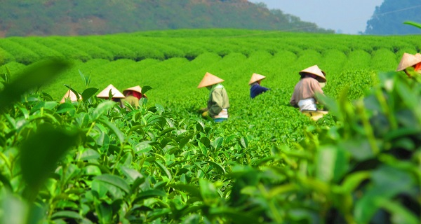 用科學(xué)說話春茶是否存在農(nóng)藥超標(biāo)問題？用農(nóng)藥殘留速測儀一測究竟探討！