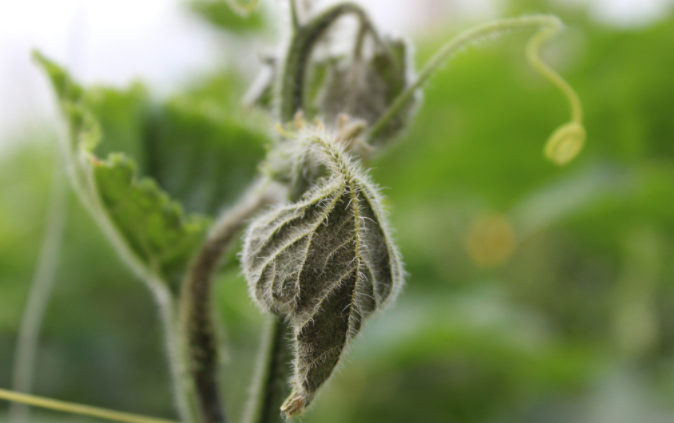 用病毒檢測(cè)儀為植物查明“病因”（植物病害檢測(cè)儀可以檢測(cè)哪些指導？）