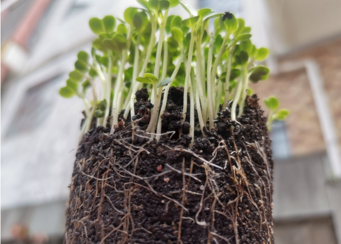根系分析儀是什么共創美好？植物根系掃描系統(tǒng)可測量范圍介紹